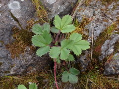 Fragaria virginiana platypetala