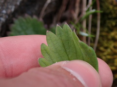 Fragaria virginiana platypetala