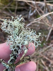 Pseudevernia cladonia