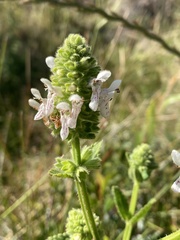 Stachys pycnantha