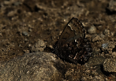 Callophrys lanoraieensis