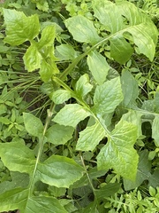 Lactuca floridana