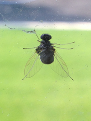 Chrysopilus basilaris