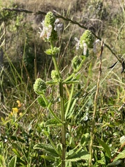 Stachys pycnantha