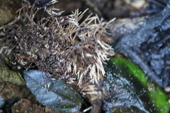 Phaeoclavulina ochracea