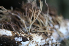 Phaeoclavulina ochracea