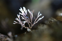 Phaeoclavulina ochracea