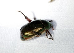 Anomala russiventris