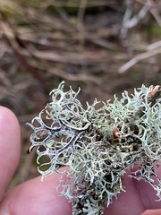 Pseudevernia cladonia