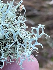 Pseudevernia cladonia