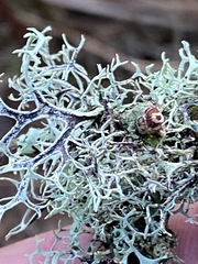 Pseudevernia cladonia