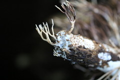 Phaeoclavulina ochracea
