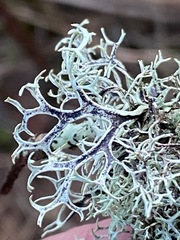 Pseudevernia cladonia