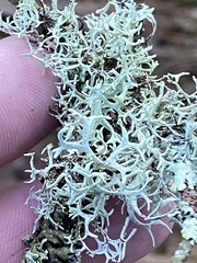 Pseudevernia cladonia