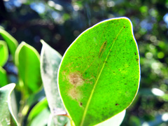 Tetragnatha squamata