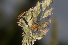 Leptopterna dolabrata