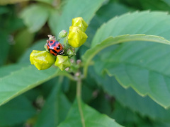 Cheilomenes sexmaculata