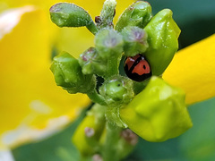 Cheilomenes sexmaculata