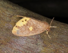 Euproctis quadrangularis