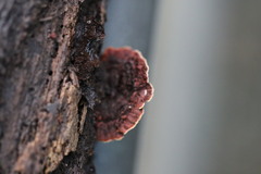 Hymenochaete setipora