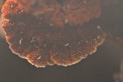 Hymenochaete setipora