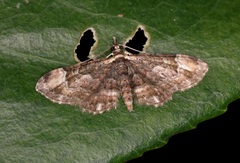 Gymnoscelis deleta