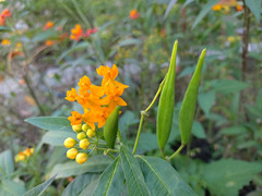 Asclepias curassavica