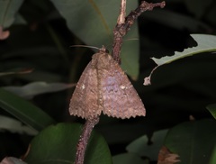 Hypersypnoides submarginata