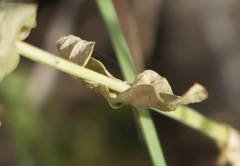 Sabatia campestris