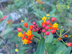 Asclepias curassavica