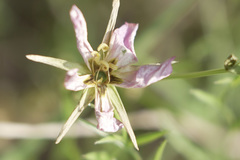 Sabatia campestris