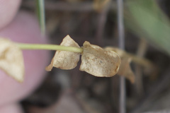 Sabatia campestris