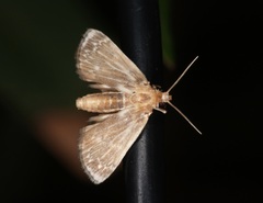Luma