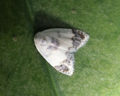 Neoduma kuangtungensis