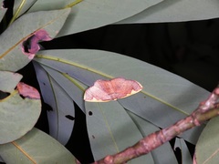 Nothomiza flavicosta