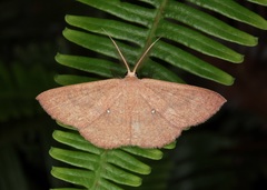Perixera minorata