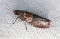 Ptyomaxia swinhoeella