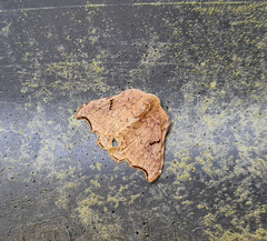 Thymistida tripunctata