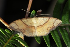 Pylargosceles steganioides