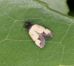 Tyrolimnas anthraconesa