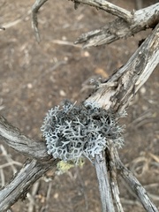 Pseudevernia consocians