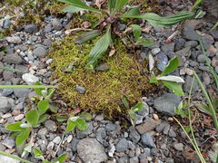 Claopodium bolanderi