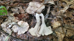 Craterellus foetidus