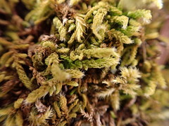 Claopodium bolanderi