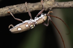 Olenecamptus bilobus