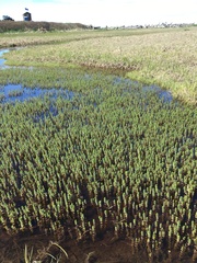 Hippuris vulgaris