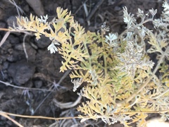 Lomatium nevadense