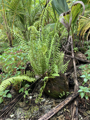 Nephrolepis hirsutula