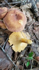 Cantharellus lewisii