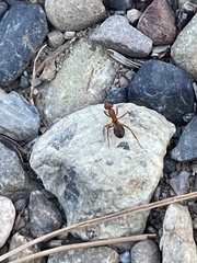 Formica sanguinea